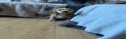 Cocker Spaniel dogs for sale: 1 SHOW stunning true to the type show cocker 🐶  - Advert 15