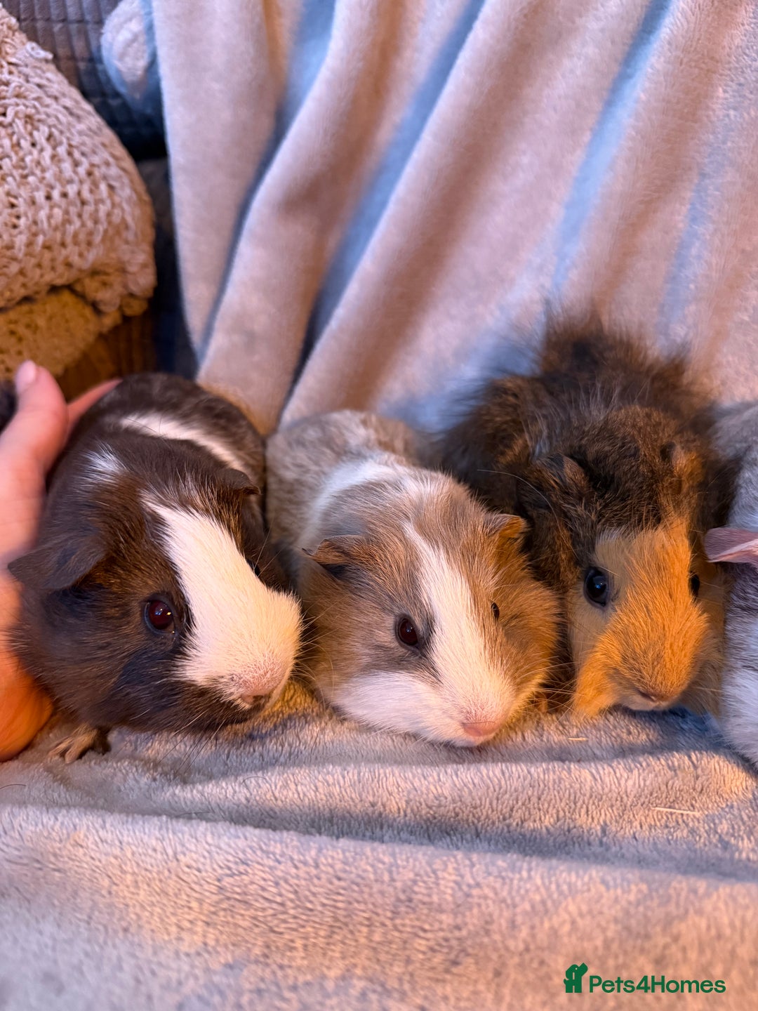 Guinea Pig rodents for sale: Gorgeous Baby Guinea Pigs  - Advert 4