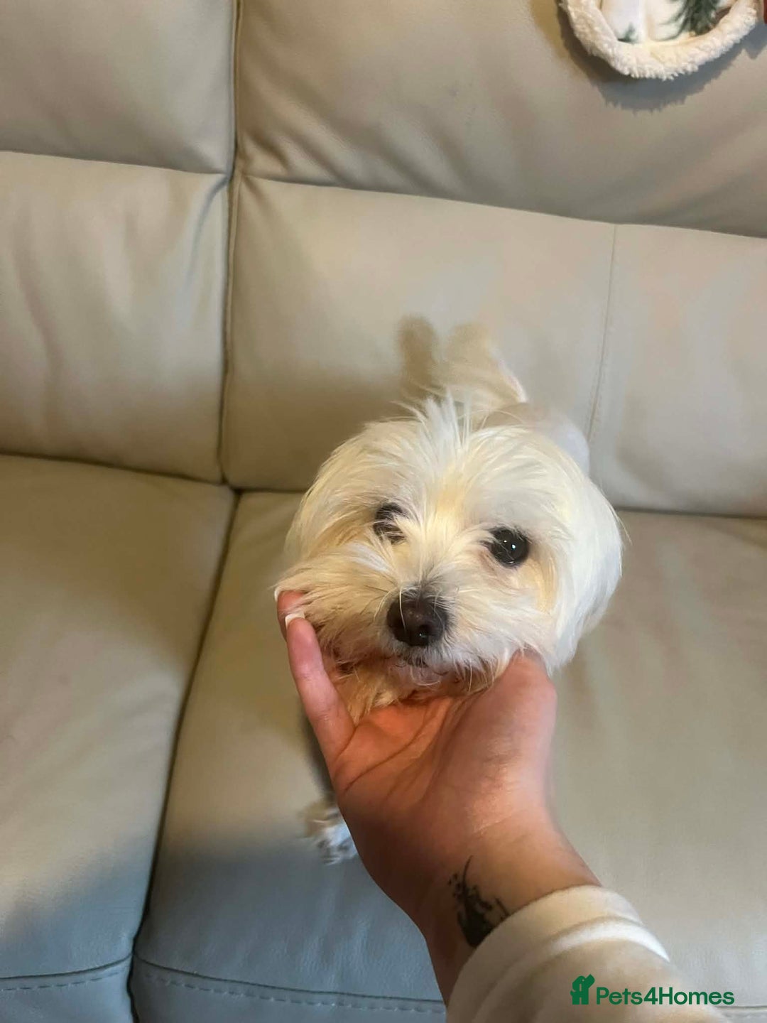 Bichon Frise dogs for sale: Bichon Frise - Advert 9