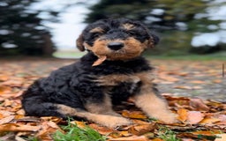 Airedale Terrier dogs for sale: KC Airedale Waitlist🌟🐾 - Image 8