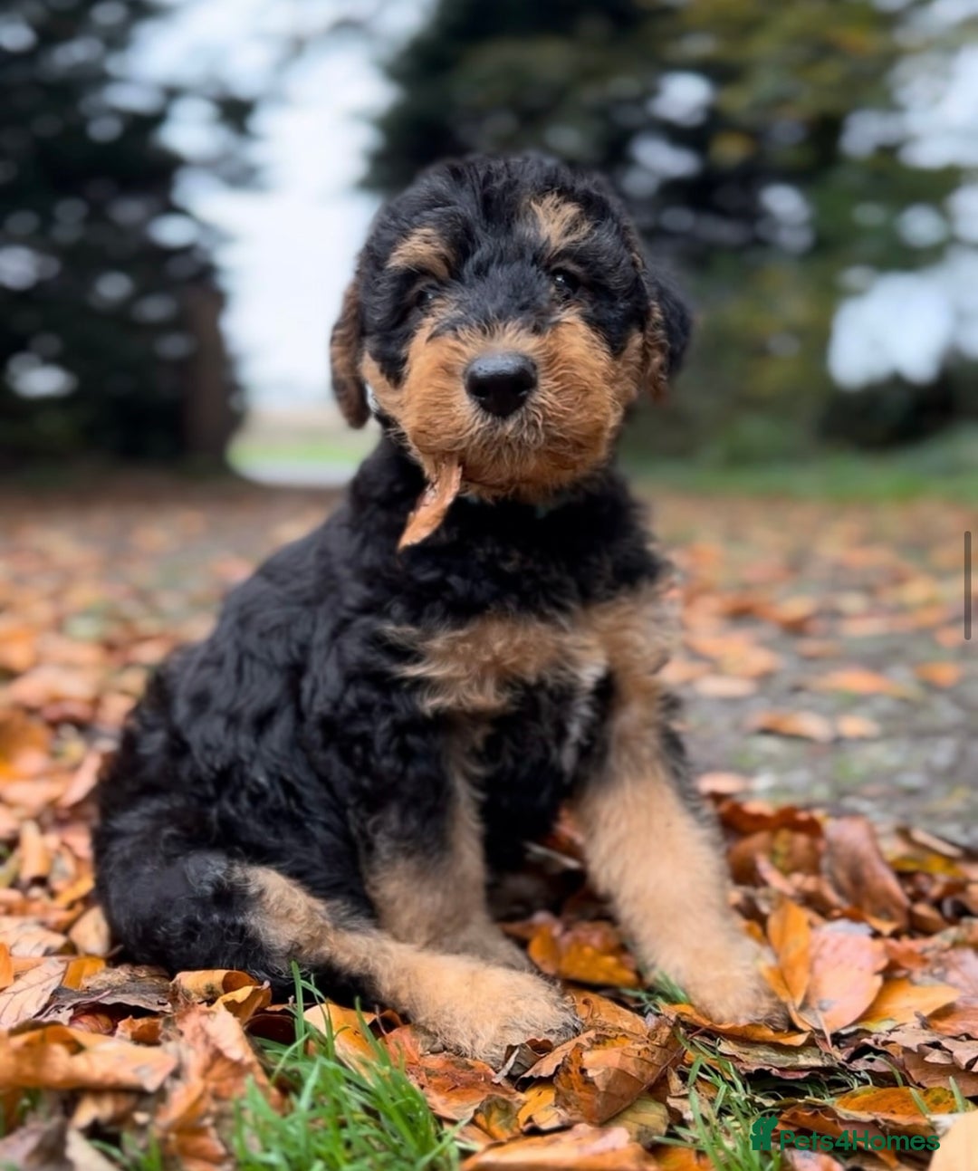 Airedale Terrier dogs for sale: KC Airedale Waitlist🌟🐾 - Image 8