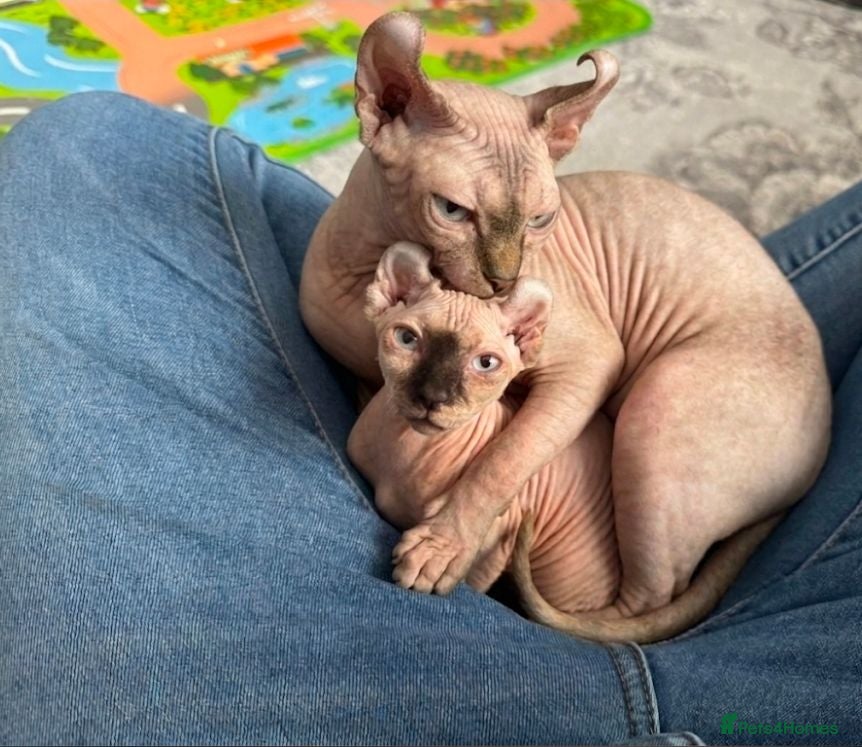 Sphynx cats 4 Months Old Elf Sphynx Kitten Looking for Homes - Advert 1