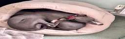 Whippet dogs for sale: Beautiful Blue 28 week old whippet sisters💞£1800  - Advert 36