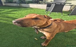 Mixed Breed dogs for sale: English bull terrier x shar pei - Image 6