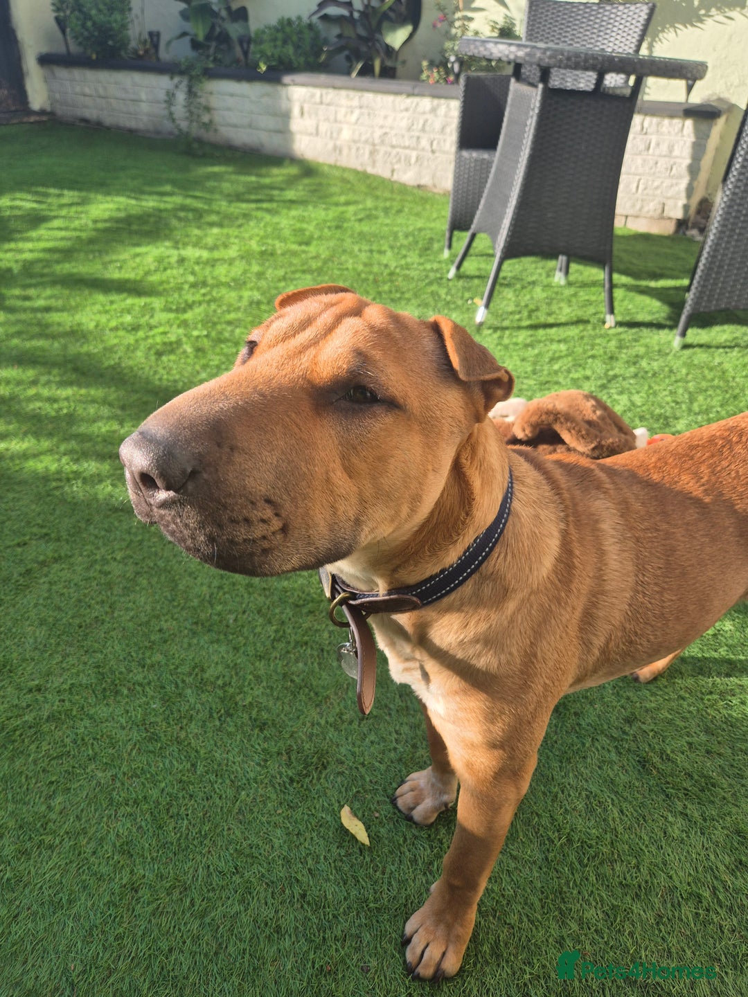 Mixed Breed dogs for sale: English bull terrier x shar pei - Image 6