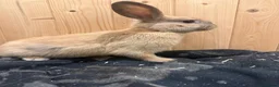 Mini Lion Lop rabbits for sale: Baby Rabbits for sale  - Advert 32