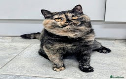 British Shorthair cats for sale: Gorgeous British shorthair  - Image 1