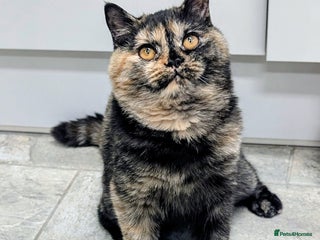 British Shorthair cats - Advert 20