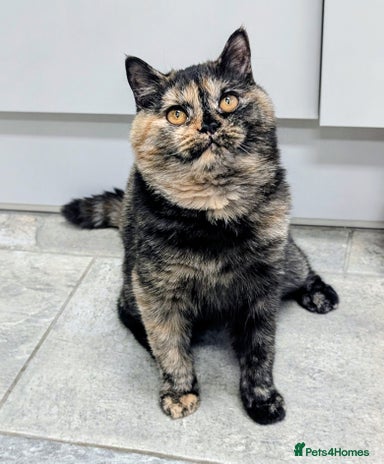 British Shorthair cats - Advert 10