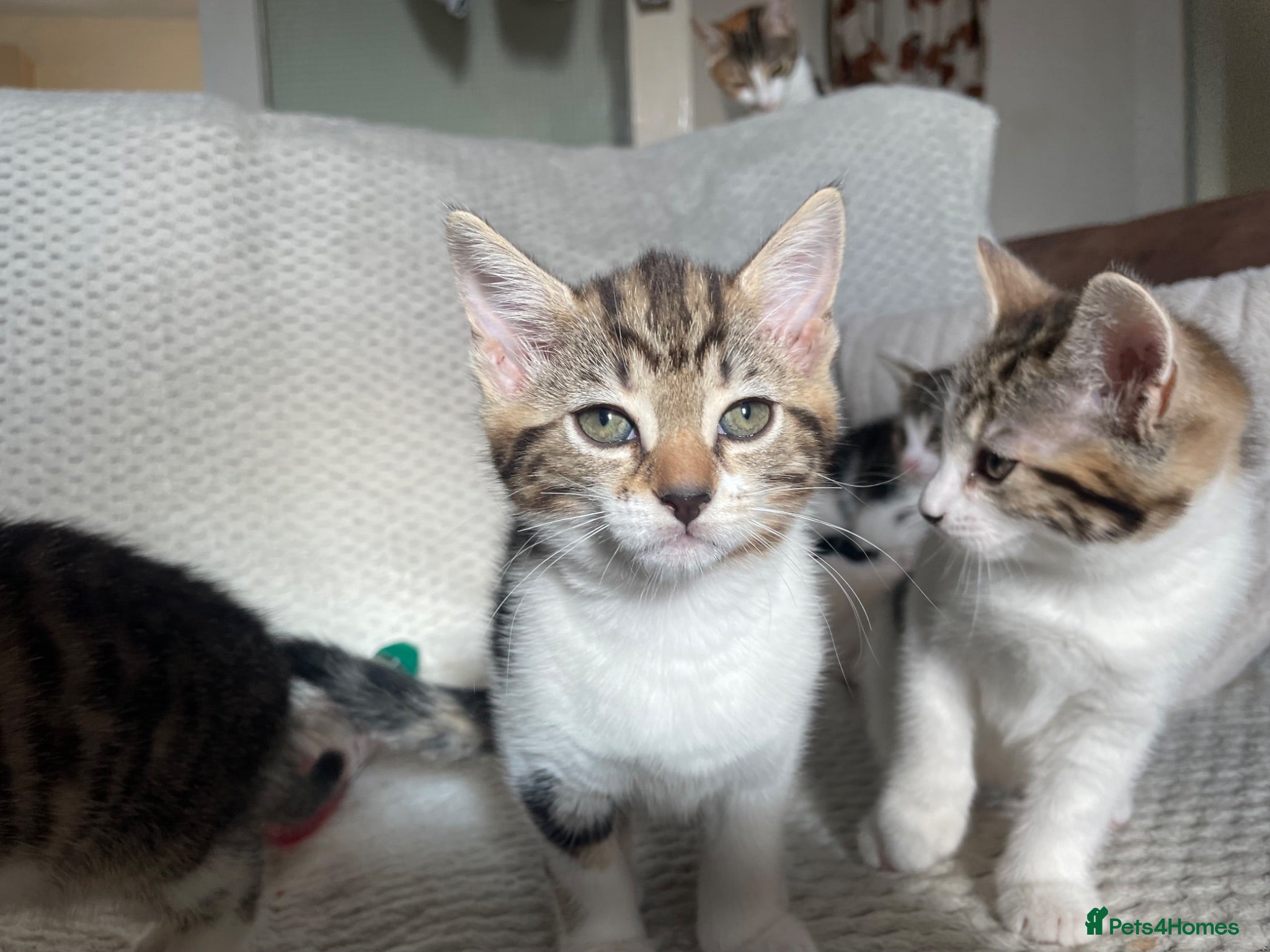 Mixed Breed cats Cute mixed kittens calico  - Advert 2
