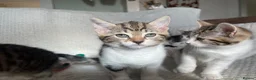 Mixed Breed cats for sale: Cute mixed kittens calico  - Advert 1