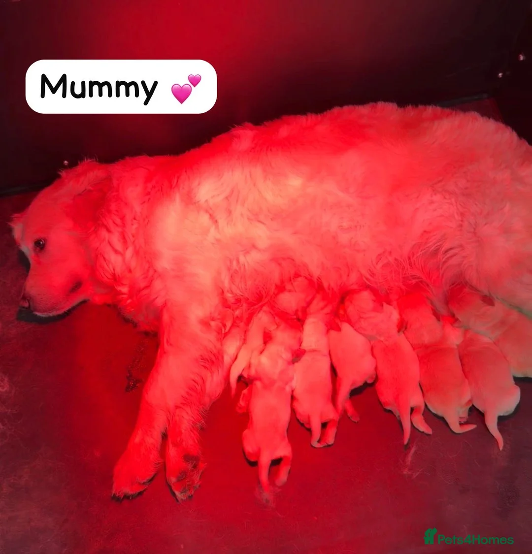 Golden Retriever dogs for sale: *OUTSTANDING* Golden Retriever Puppies  - Advert 1