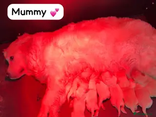 Golden Retriever dogs *OUTSTANDING* Golden Retriever Puppies - Advert 1