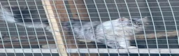 Maine Coon cats for sale: GCCF Registered Maine coon looking for loving home in Tonbridge - Advert 2