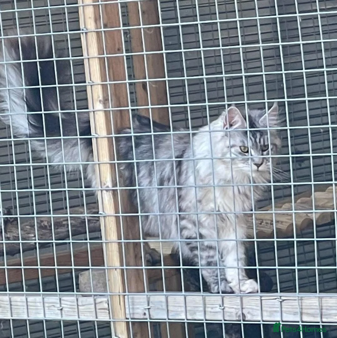 Maine Coon cats for sale: GCCF Registered Maine coon looking for loving home in Tonbridge - Advert 2