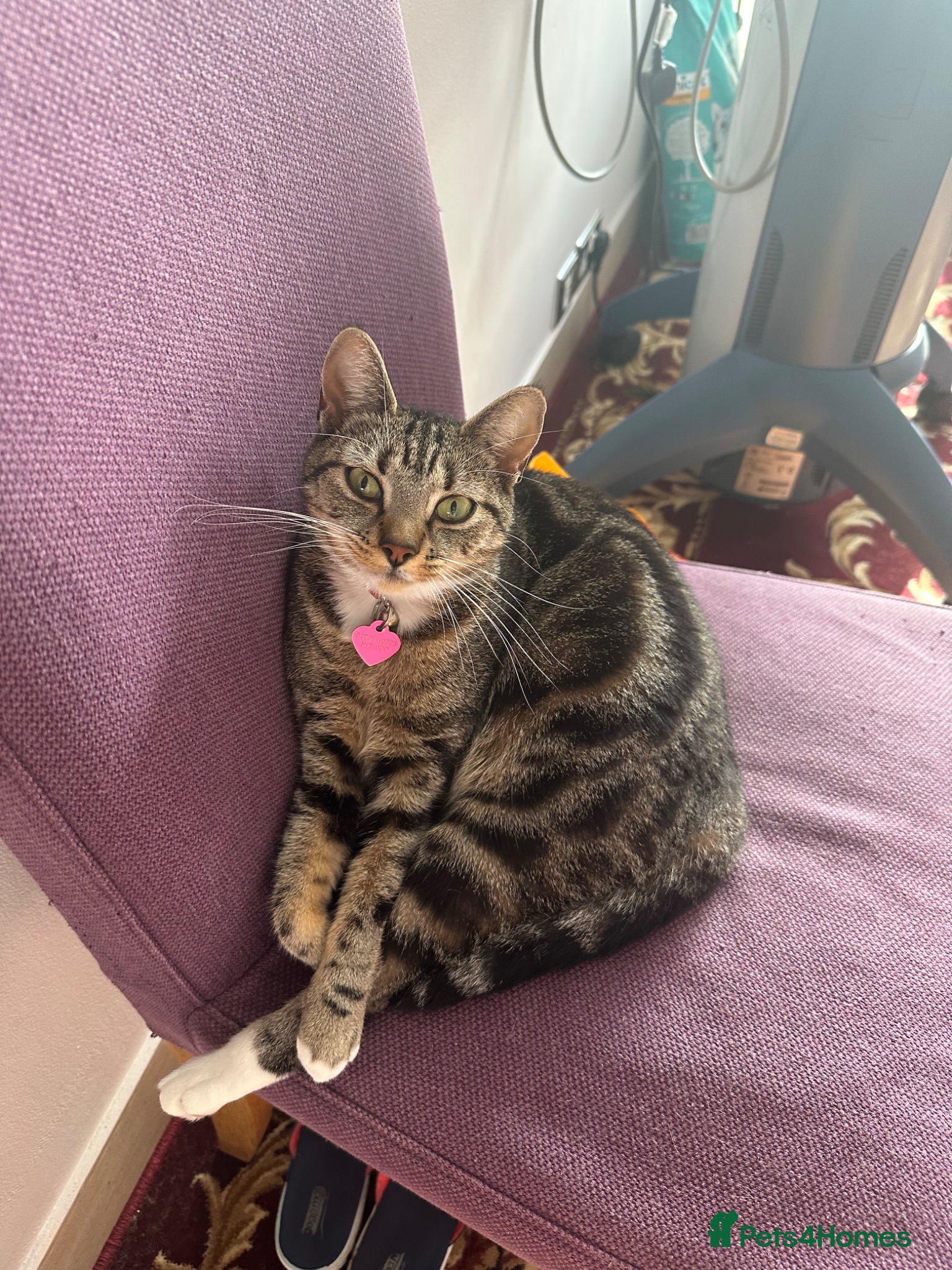 British Shorthair cats Kittens for sale  - Advert 1