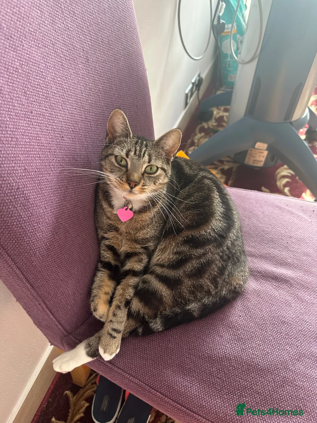 British Shorthair cats for sale: Kittens for sale  in London - Advert 1