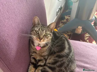 British Shorthair cats Kittens for sale - Advert 3