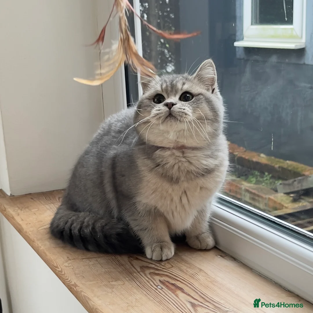 British Shorthair cats for sale: Only one TICA & GCCF British Shorthair Kitten  - Advert 19