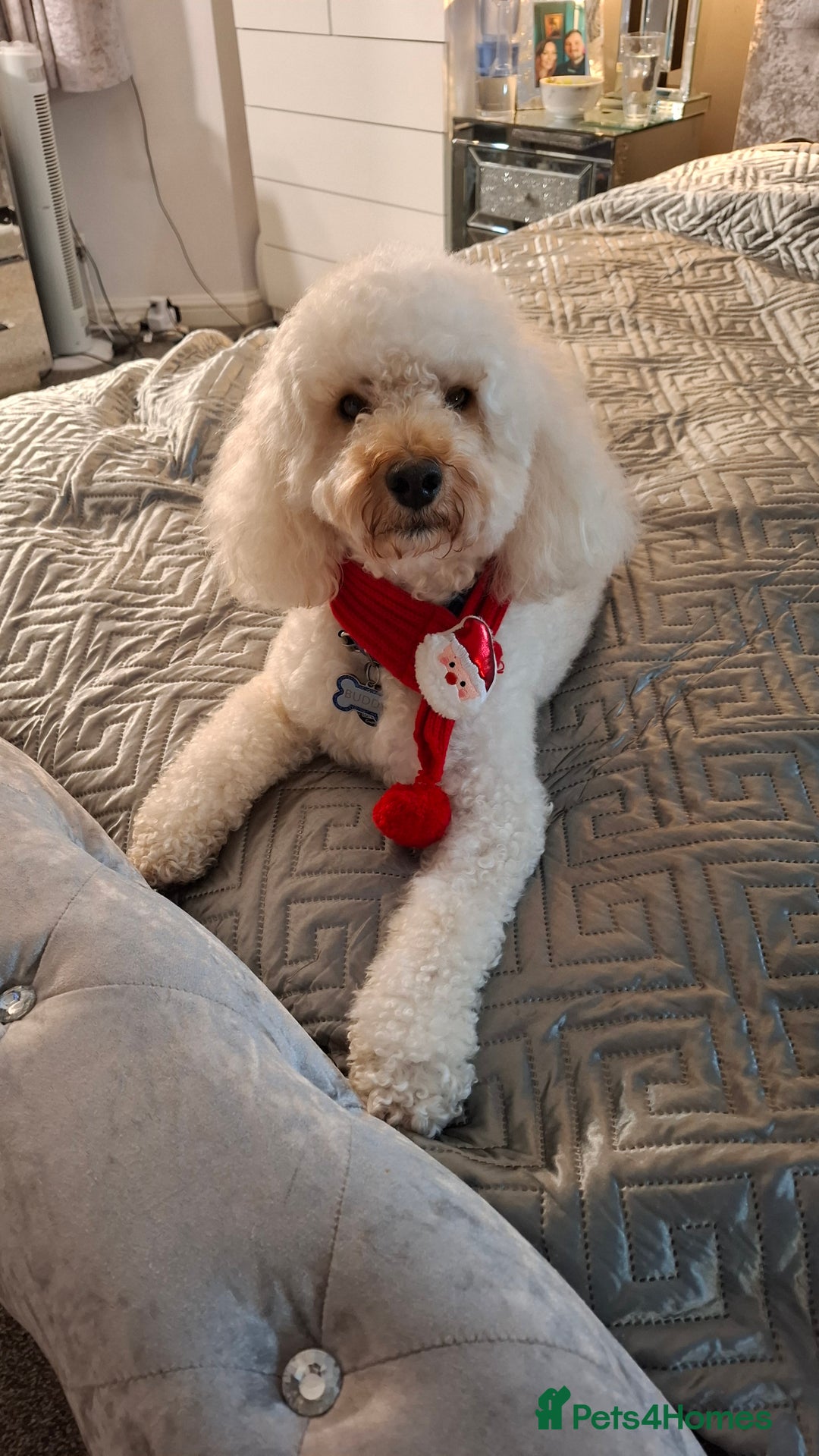 Toy Poodle dogs for stud: Toy Poodle for Stud - Advert 4