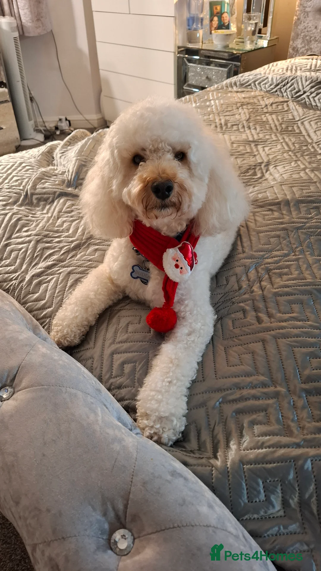 Toy Poodle dogs for stud: Toy Poodle for Stud - Advert 4