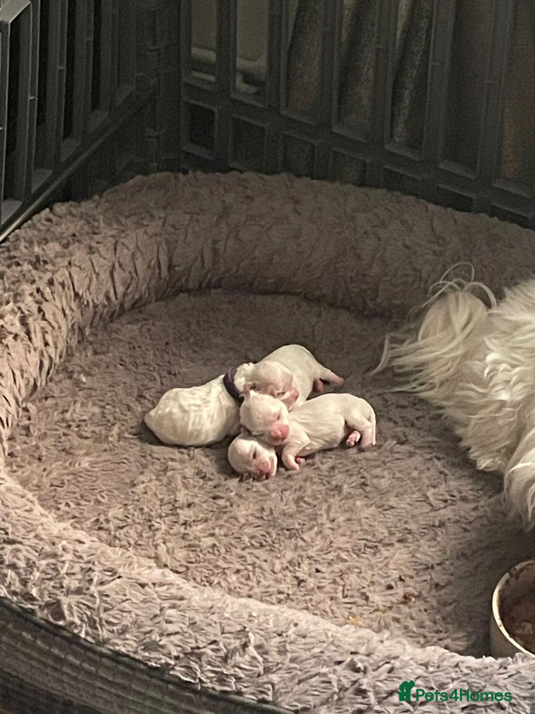 Maltese dogs for sale: 🥰 Gorgeous puppies 🥰🥰 - Image 16