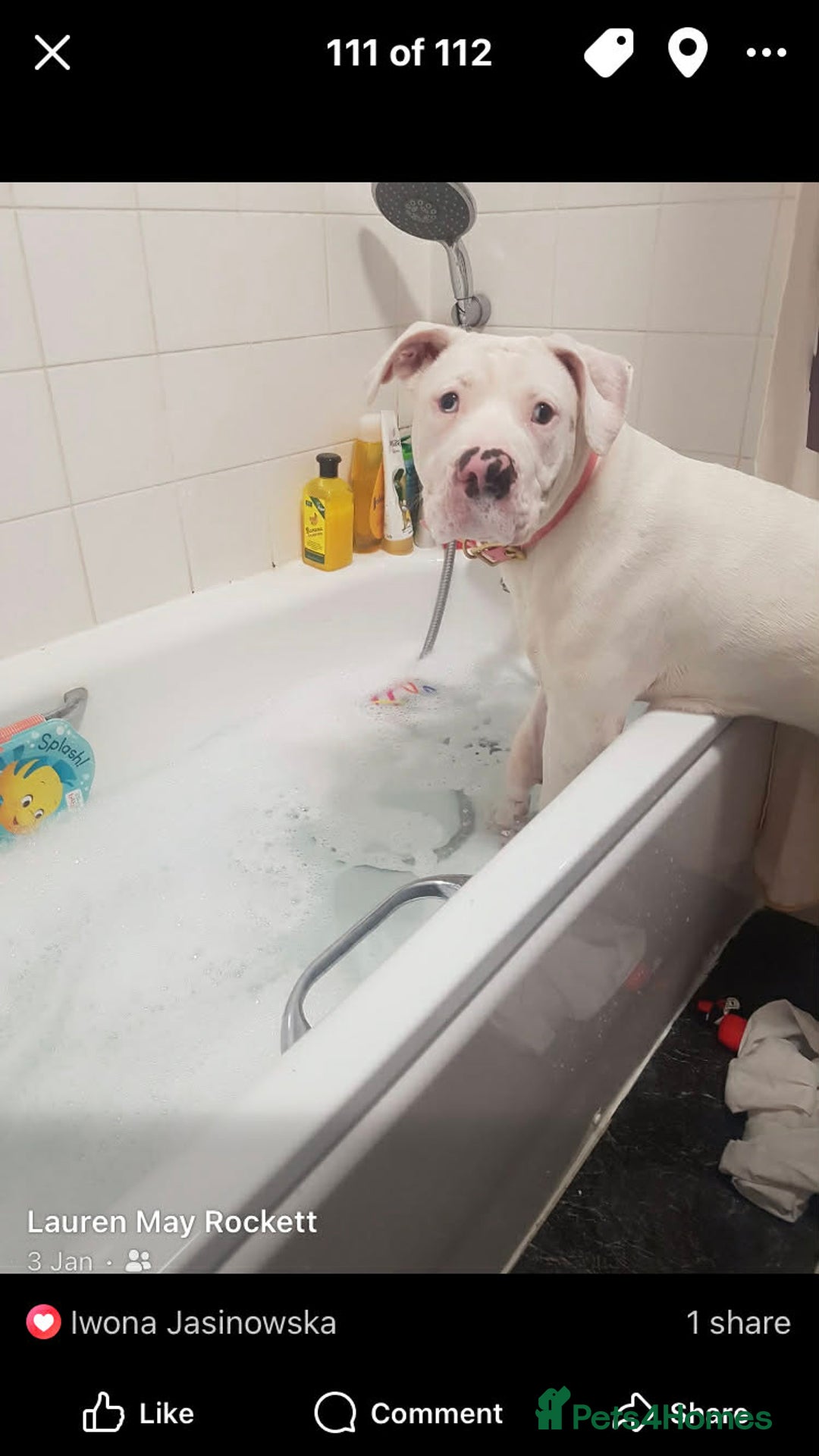 American Bulldog dogs for sale: lulu  - Advert 3