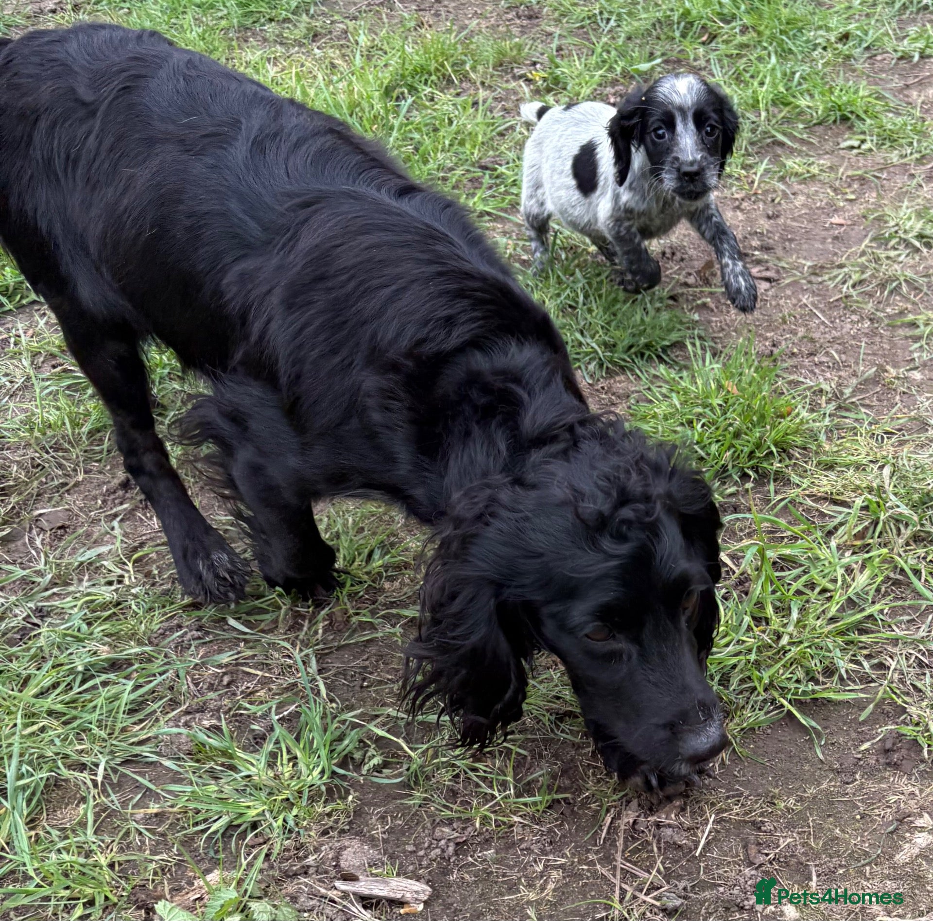 Sprocker dogs Beautiful sprockers for sale - Advert 1