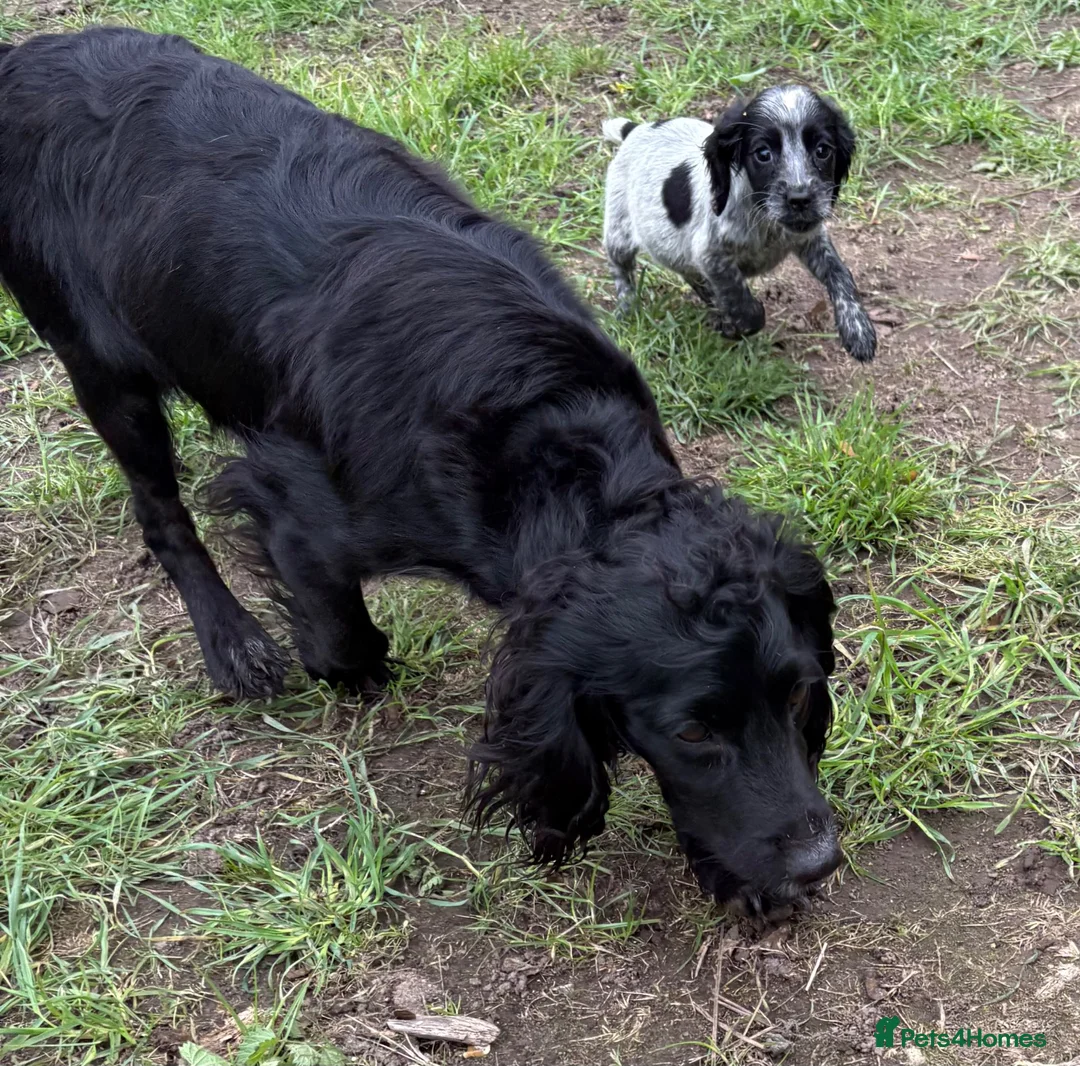 Sprocker dogs for sale: Beautiful sprockers for sale - Advert 1