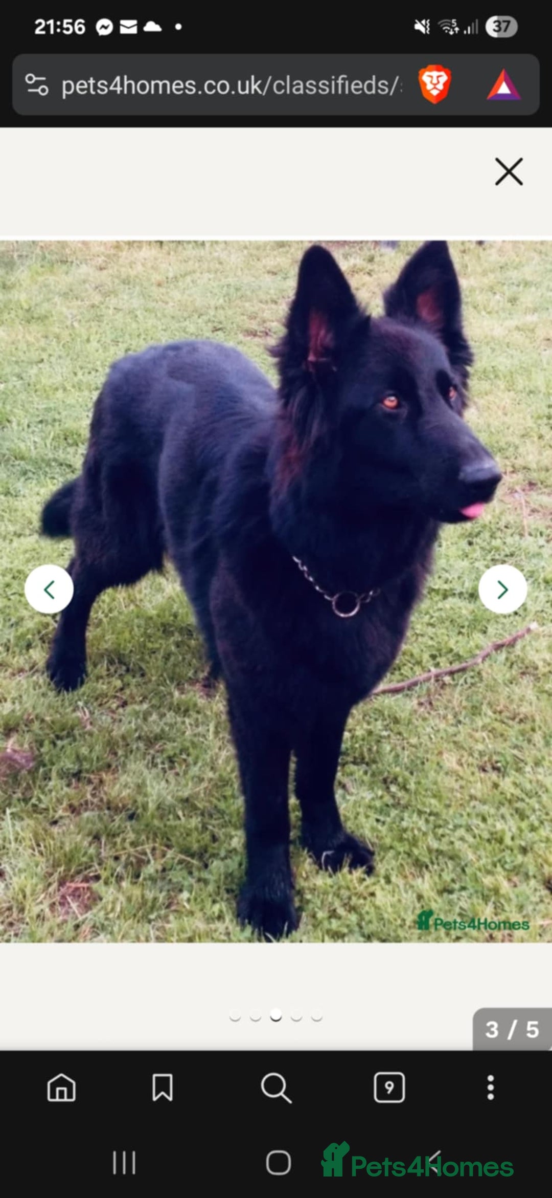 German Shepherd dogs for sale: German sheperd puppy - Image 8