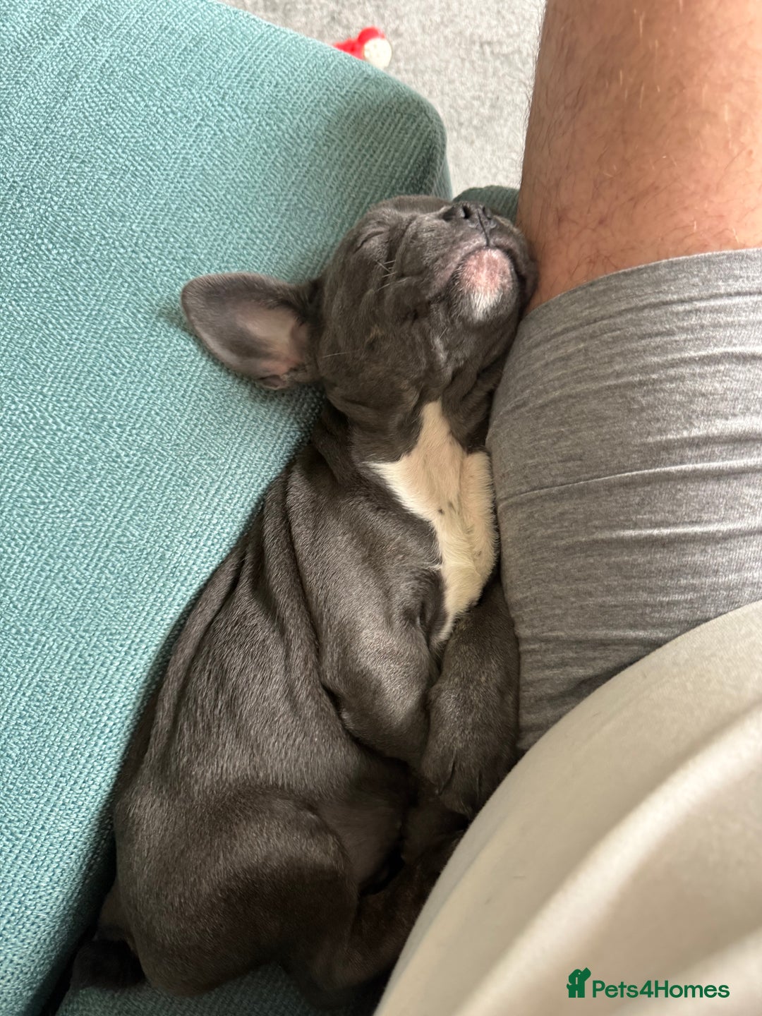 French Bulldog dogs for sale: Beautiful French Bulldog for sale  - Advert 7