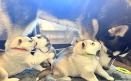 Siberian Husky dogs for sale: Fluffy Siberian Husky Puppies  - Image 6