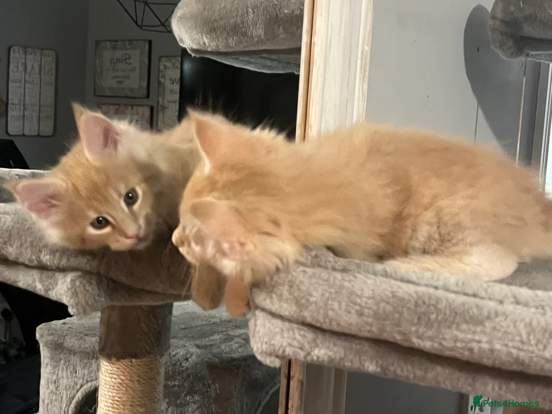 Maine Coon cats for sale: Register Maine Coon Kittens  - Advert 25