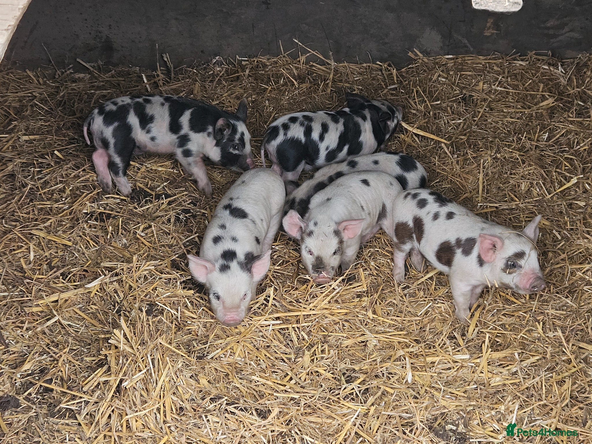 Pig livestock Kunakune male piglets - Advert 3