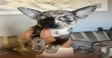 Chihuahua dogs - Advert 1