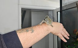 Chameleon reptiles for sale: Rare Nosy Boraha, Male, Panther Chameleon - Image 5