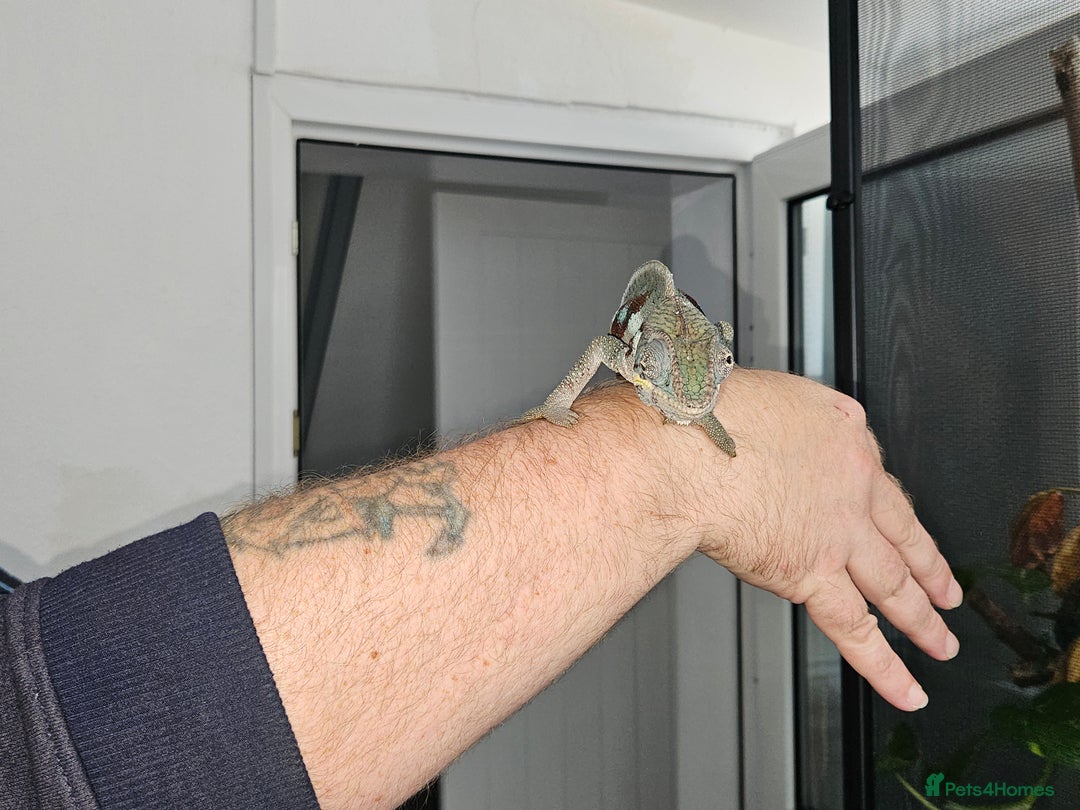 Chameleon reptiles for sale: Rare Nosy Boraha, Male, Panther Chameleon - Image 5