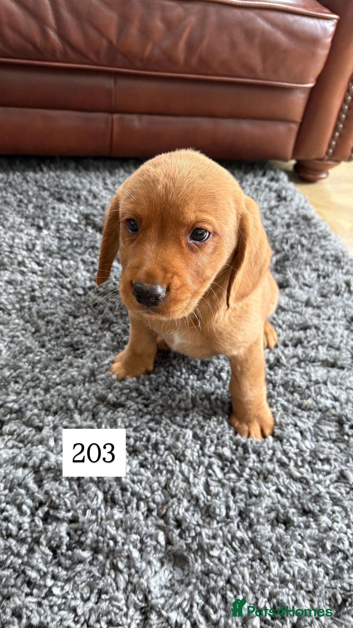 Cockerdor Puppy 1