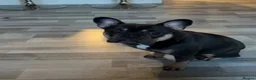 French Bulldog dogs for sale: 4 year old female French bulldog  in Tarporley - Advert 4