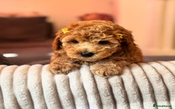 Cockapoo dogs for sale: Mini cockapoo puppies - Image 2