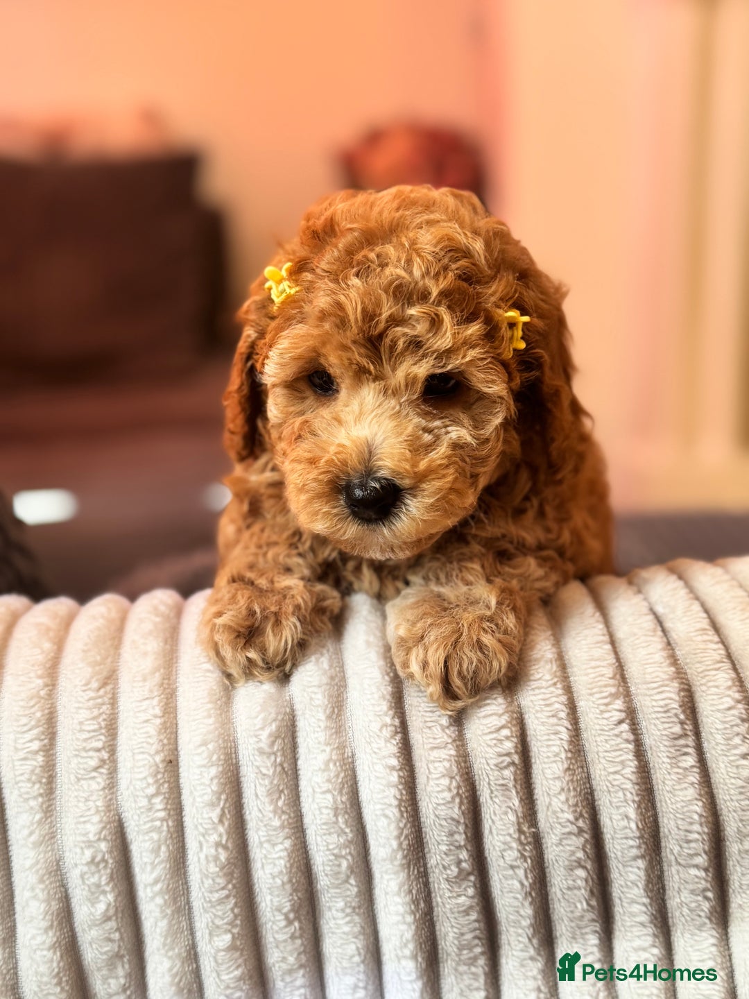 Cockapoo dogs for sale: Mini cockapoo puppies - Image 2