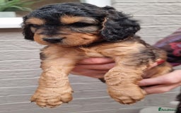 Cockapoo dogs for sale: Cockapoo's - Image 32