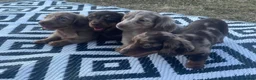 Miniature Dachshund dogs for sale: Miniature longhaired dachshund  in Rochester - Advert 12