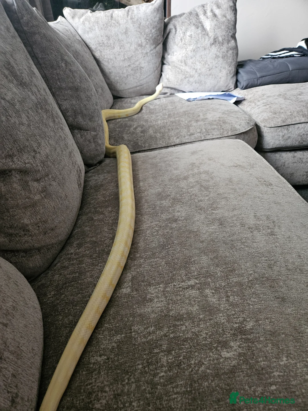 Snake reptiles for sale: carpet pythons - Advert 2