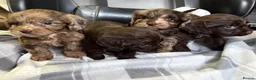 Cockapoo dogs for sale: F1 CHOCOLATE/ CHOCOLATE MERLE COCKAPOOS  - Advert 4