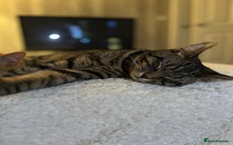 Domestic Shorthair cats for sale: Gorgeous 2 year old Thunder - Image 4