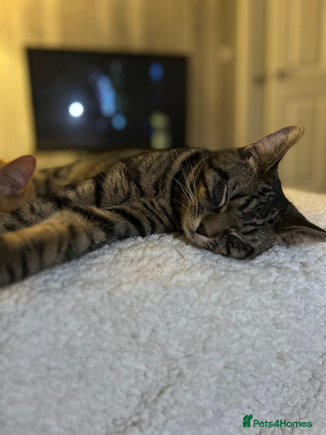 Domestic Shorthair cats for sale: Gorgeous 2 year old Thunder - Image 4