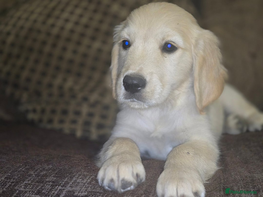 Golden Retriever dogs for sale: Ready to leave now 💕 fully vaccinated 🥰 - Image 19