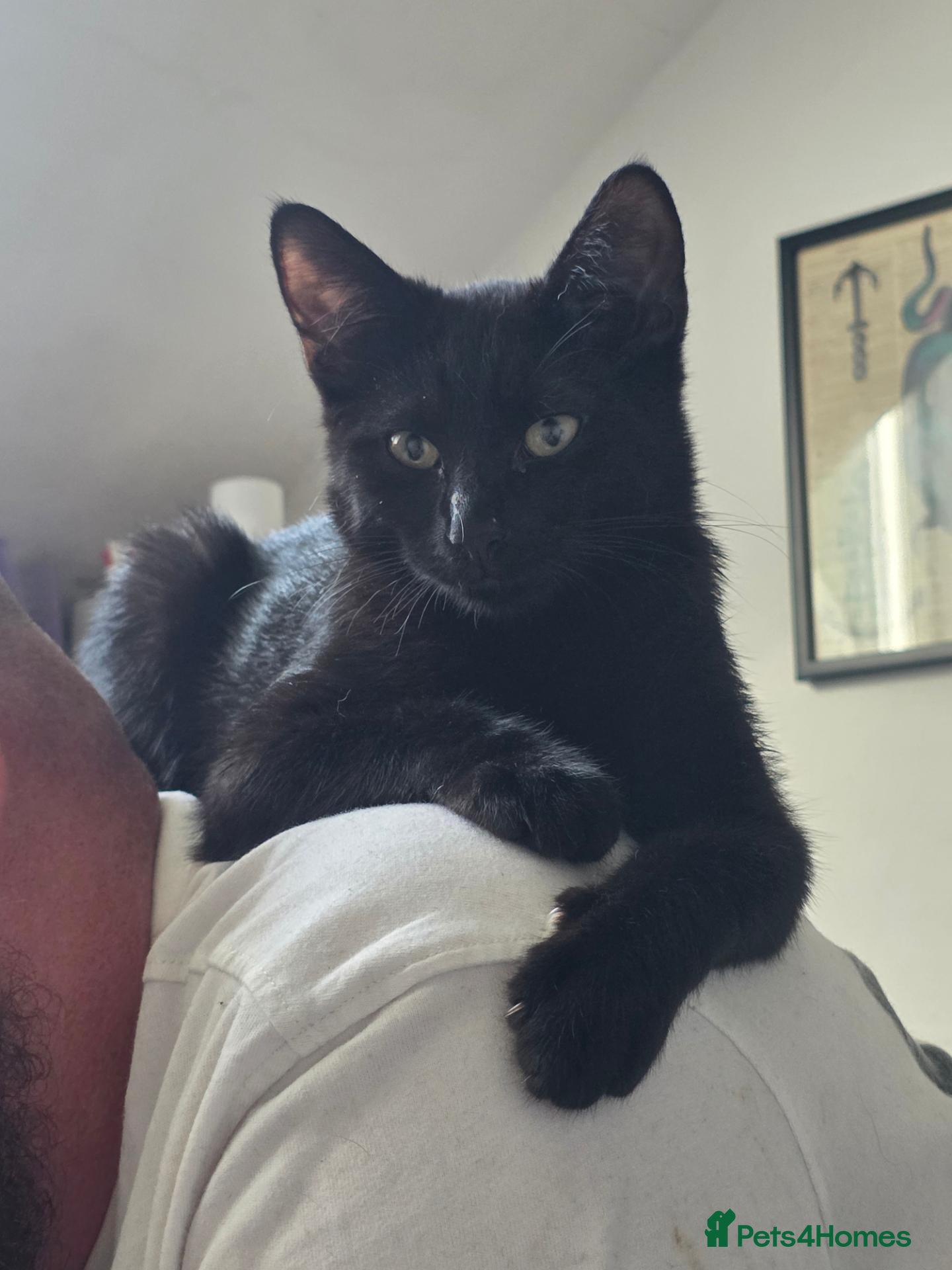 British Shorthair cats Black 5month old kitten - Advert 1