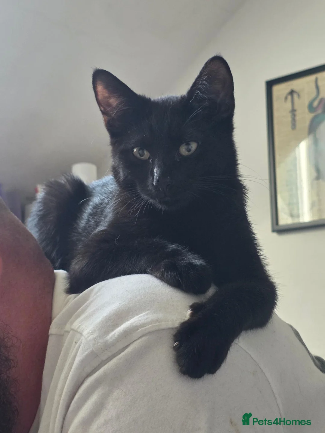 British Shorthair cats for sale: Black 5month old kitten - Advert 1